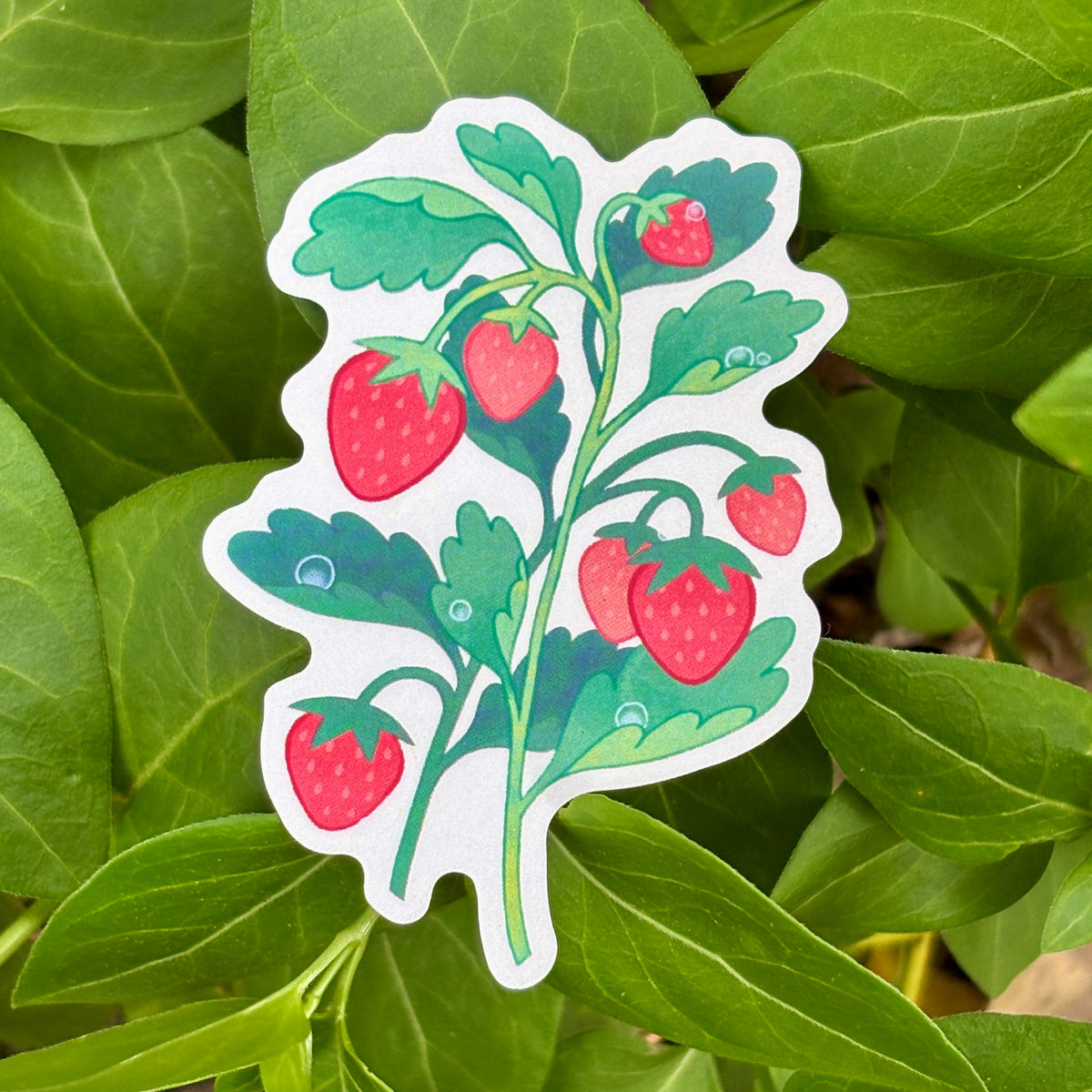 Strawberry Sticker